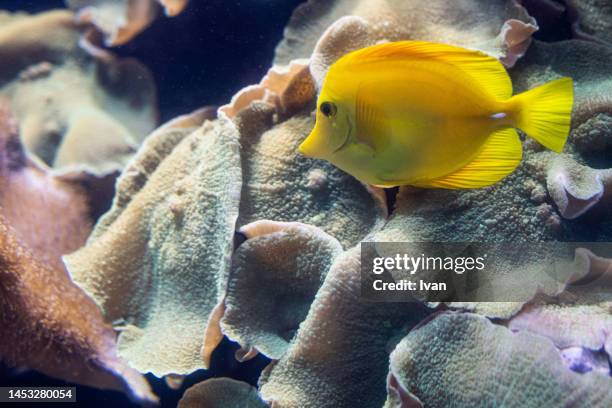 close-up of yellow tropical  fish swimming in sea - butterflyfish stock pictures, royalty-free photos & images