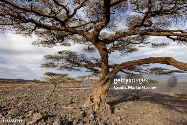 climate change.drought.water crisis. acacia trees amongst the extremely drought stricken landscape in northern kenya - lago turkana foto e immagini stock