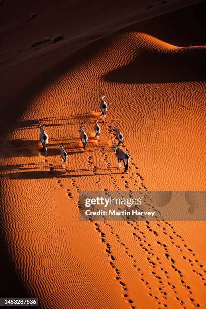 beautiful aerial of gemsbok walking up a sand dune at sunset - animal footprint stockfoto's en -beelden