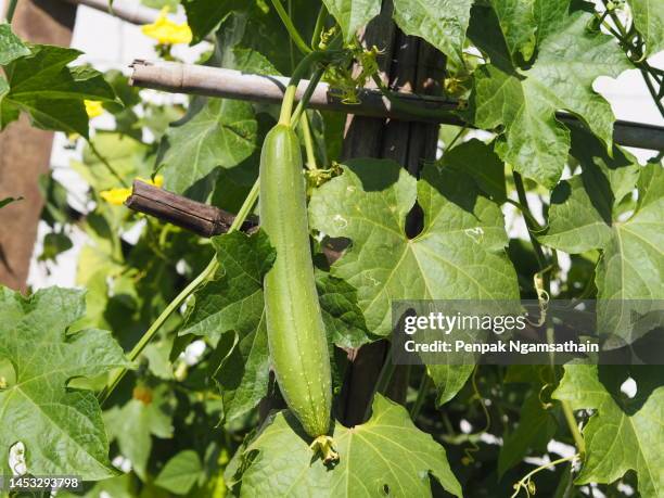 zucchini, sponge gourd green vegetable gourd - loofah stock-fotos und bilder