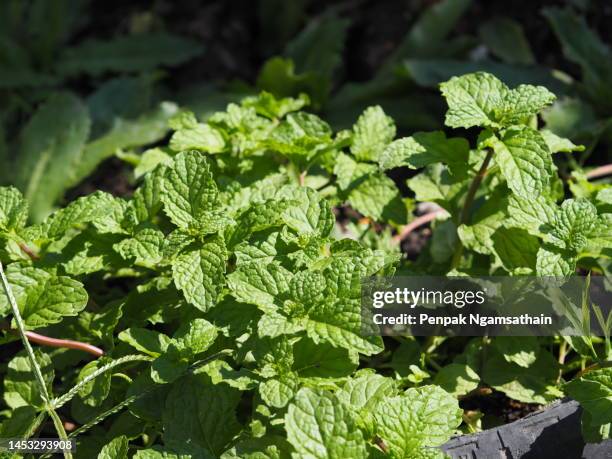 peppermint mentha piperita, mint peppermint tree - lemon balm stockfoto's en -beelden