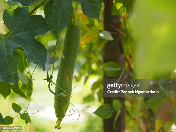 zucchini, sponge gourd green vegetable gourd - loofah stock-fotos und bilder