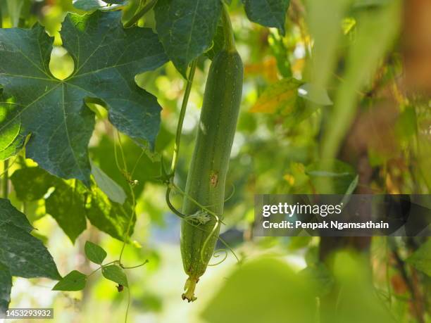 zucchini, sponge gourd green vegetable gourd - loofah stock-fotos und bilder