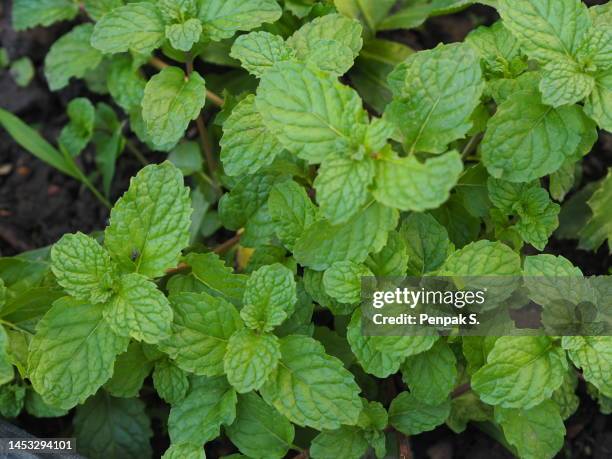 peppermint mentha piperita, mint peppermint tree - spearmint stock pictures, royalty-free photos & images