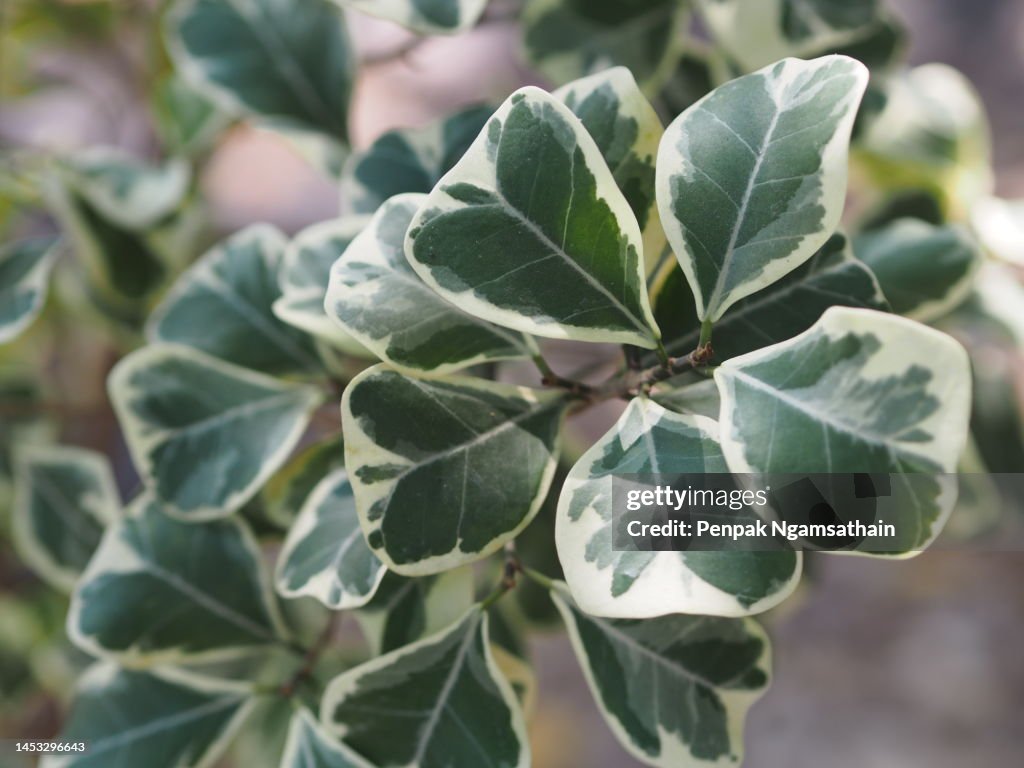 Polyscias Polyscias green leaves tree