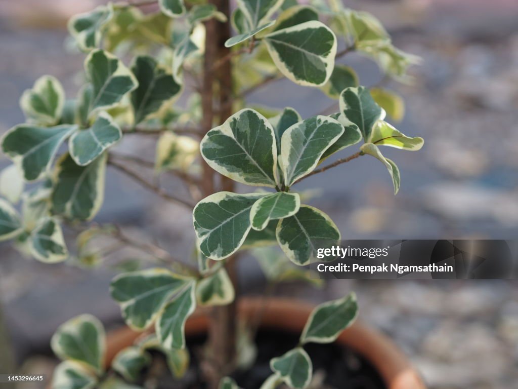 Polyscias Polyscias green leaves tree