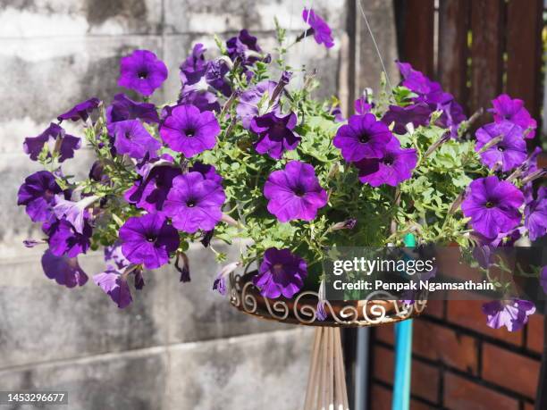 wave dark viloet cascade color, family name solanaceae, scientific name petunia hybrid vilm, large petals single layer grandiflora singles flower blooming in garden on blurred nature background - saintpaulia stock pictures, royalty-free photos & images