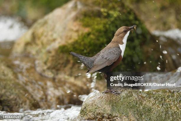 white-breasted dipper (cinclus cinclus) old bird with food on mossy stone in water, allgaeu, bavaria, germany - cinclus cinclus stock illustrations
