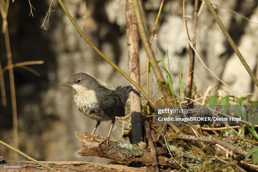 White-breasted dipper (Cinclus cinclus) almost fledged young bird sitting on a piece of wood above the water, Allgaeu, Bavaria, Germany