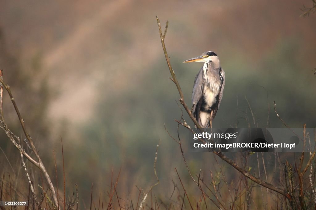 Grey heron (Ardea cinerea) Allgaeu, Bavaria, Germany