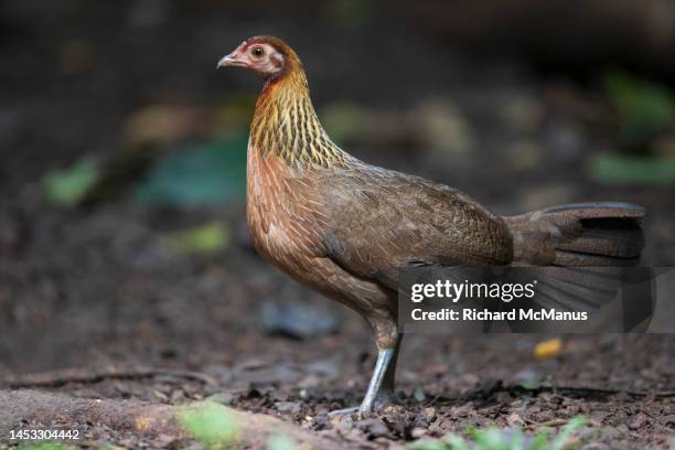 red junglefowl - gallus gallus stock pictures, royalty-free photos & images