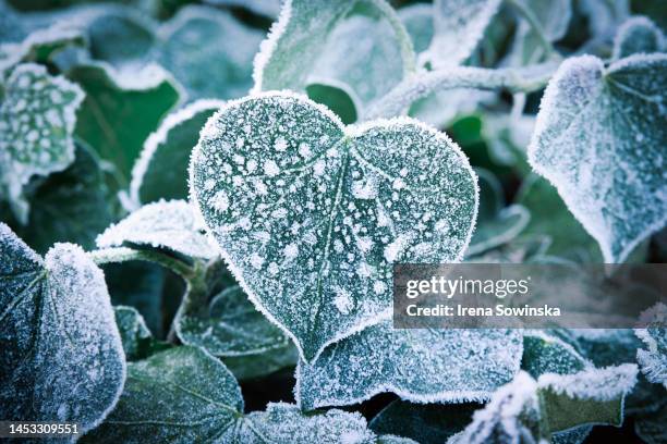 ice heart - bevriezing stockfoto's en -beelden