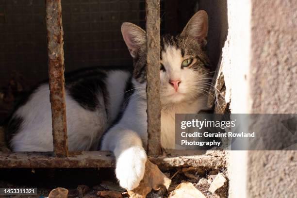 cate in a cage, turkey - cat prison stock pictures, royalty-free photos & images