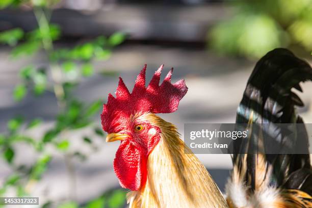 rooster posing against sunshine - cockerel uk stock pictures, royalty-free photos & images