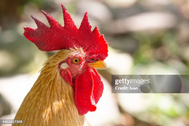 rooster posing against sunshine - cock stock-fotos und bilder