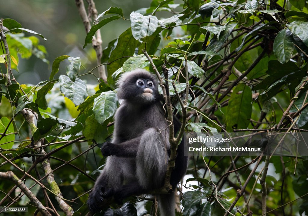Lithe Dusky Dusky Langur High-Res Stock Photo - Getty Images