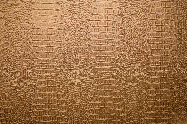 full frame of texture dried snake skin leather