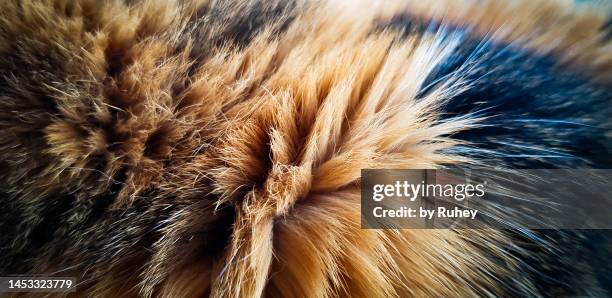 close-up of the coat of a tricolour cat - pele de animal pele - fotografias e filmes do acervo