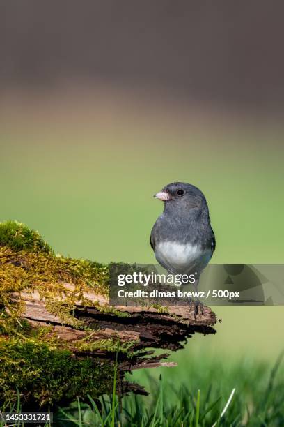 close-up of dark perching on rock - junko stock-fotos und bilder