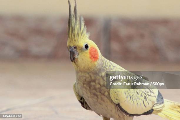 close-up of cockatiel perching on wood - cockatiel bildbanksfoton och bilder