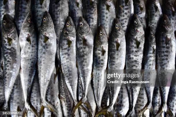 fresh fish and seafood on sale at the fish market, fort kochi, kerala, india - fish sea water close up nobody foto e immagini stock