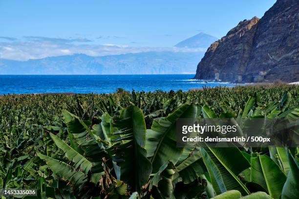 scenic view of sea against sky,la gomera,santa cruz de tenerife,spain - bananenplantage stock-fotos und bilder
