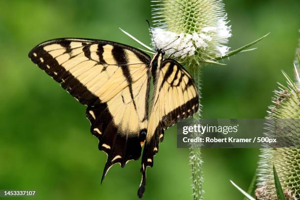 close-up of butterfly pollinating on flower,la bagh woods,united states,usa - tiger swallowtail butterfly stock pictures, royalty-free photos & images