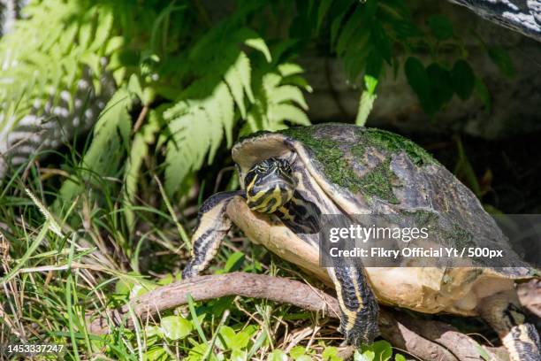 close-up of slider turtle shell on field,indonesia - florida red belly turtle stock pictures, royalty-free photos & images