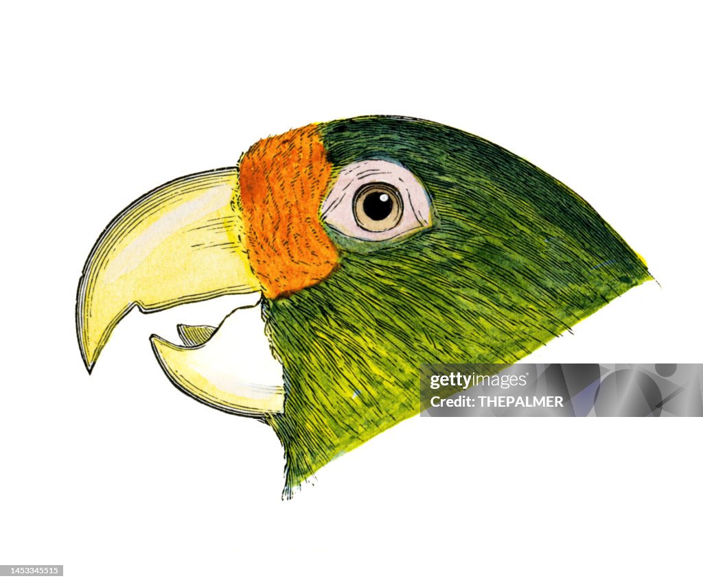Carolina parakeet bird head watercolor lithograph 1874