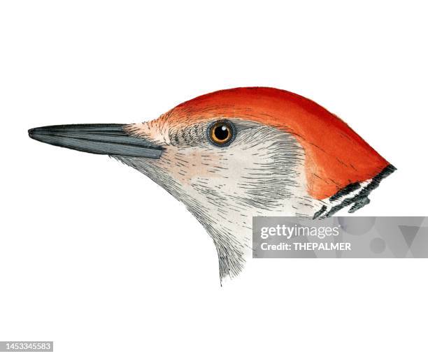 red-bellied woodpecker bird head watercolor lithograph 1874 - woodpecker feather stock illustrations