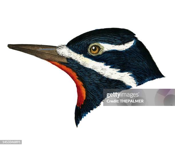 williamson's sapsucker bird head watercolor lithograph 1874 - woodpecker feather stock illustrations