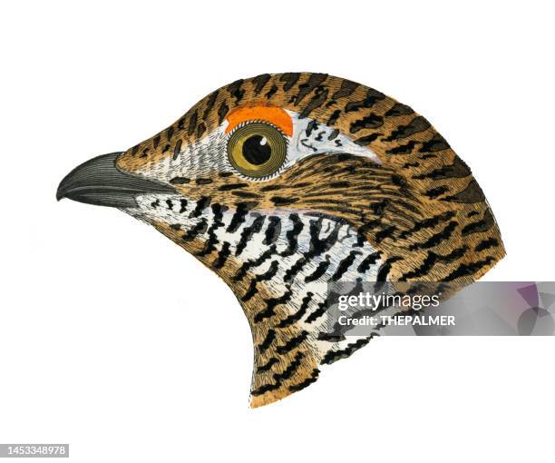 spruce grouse or canada grouse bird head watercolor lithograph 1874 - grouse mountain stock illustrations