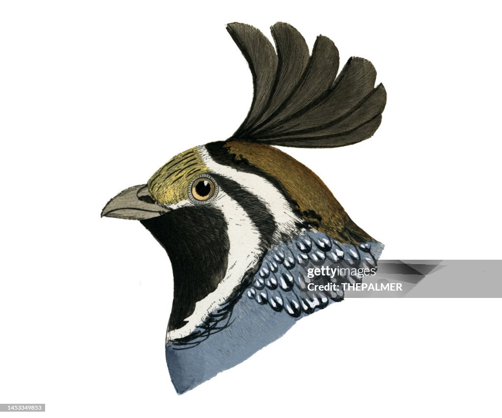 Caille de Californie mâle tête d’oiseau lithographie aquarelle 1874