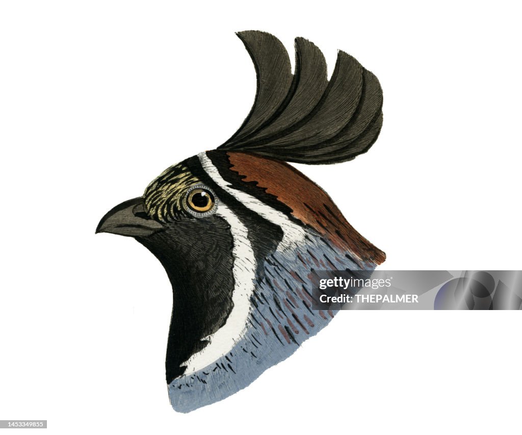 Gambel's quail male bird head watercolor lithograph 1874