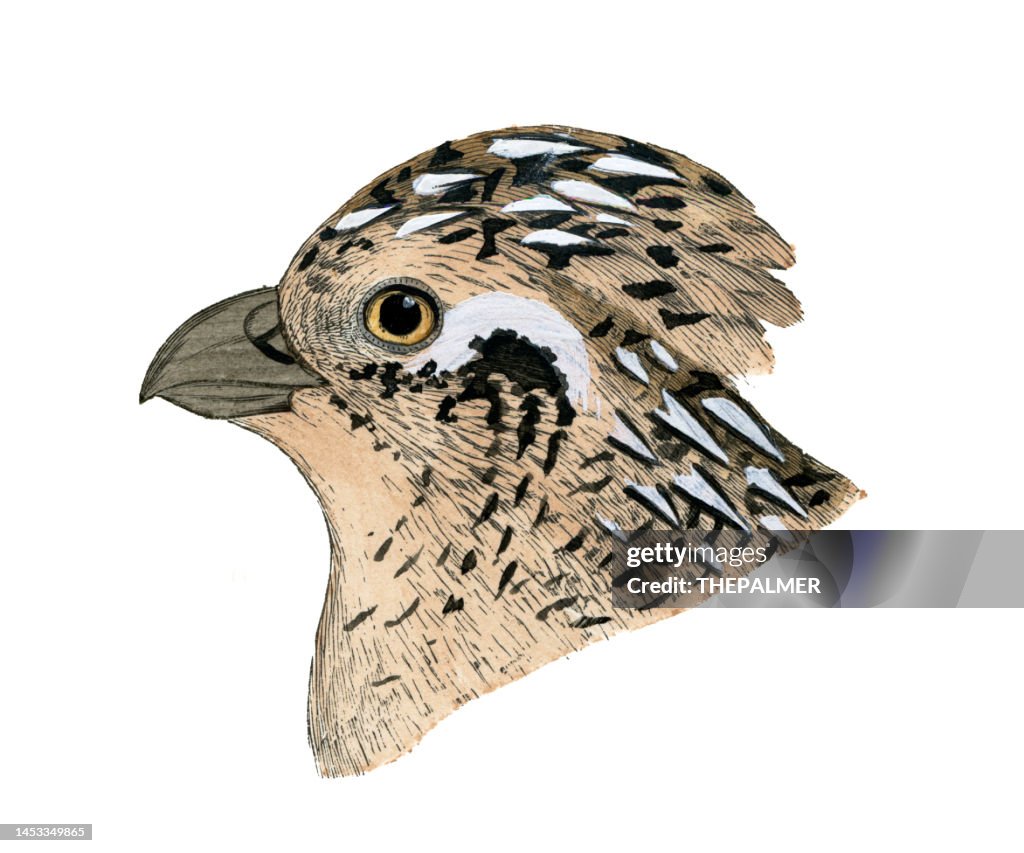 Montezuma's Quail female bird head watercolor lithograph 1874