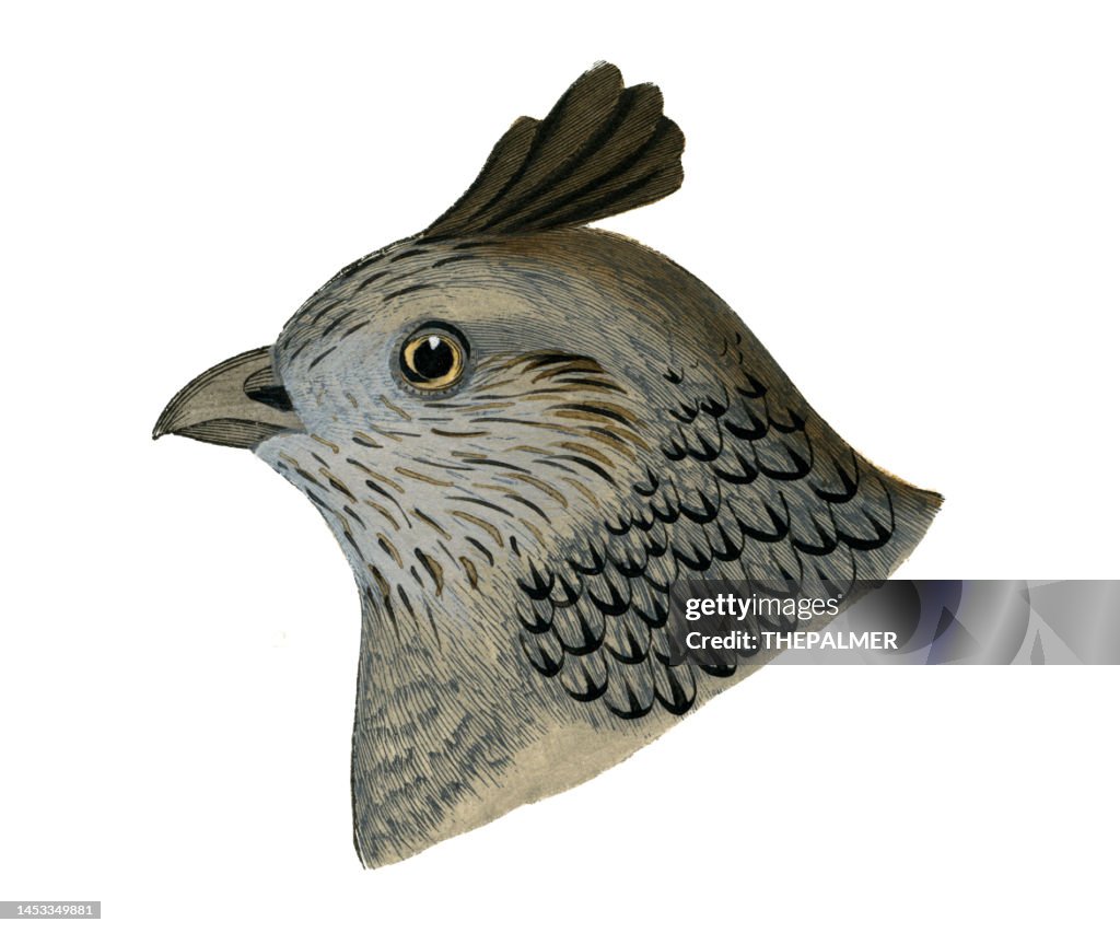 California Quail female bird head watercolor lithograph 1874