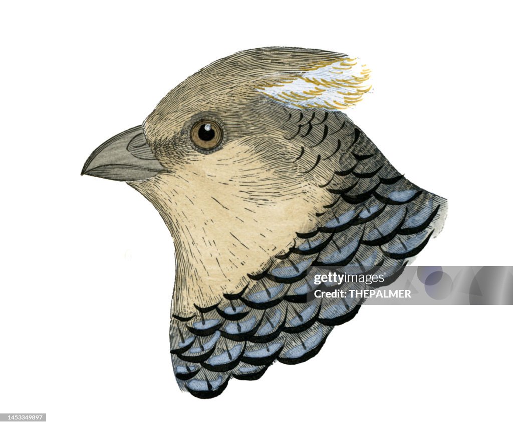 Scaled Quail bird head watercolor lithograph 1874