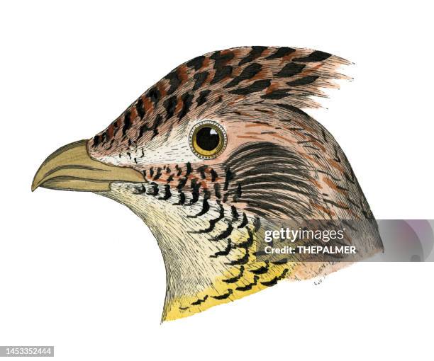 ruffed grouse bird head watercolor lithograph 1874 - grouse mountain stock illustrations