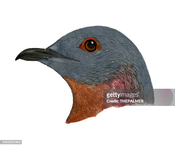 the passenger pigeon bird head watercolor lithograph 1874 - passenger pigeon stock illustrations