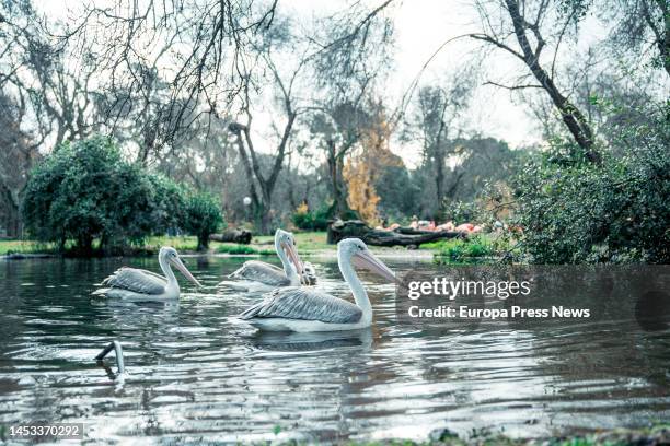 Gray pelicans in a lake at the Madrid Zoo Aquarium, on December 16 in Madrid, Spain. This species from the African continent has few problems...