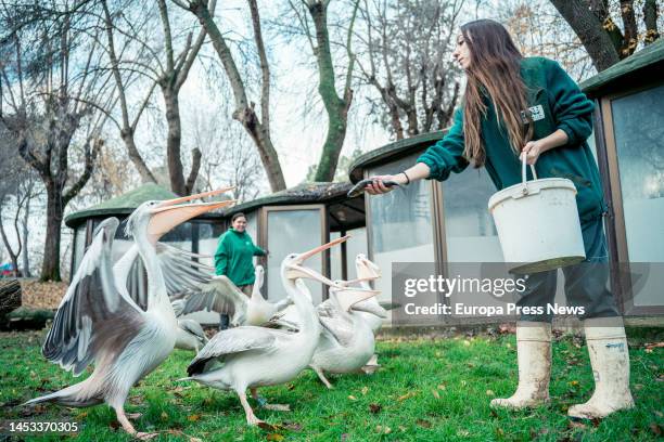 Several gray pelicans are fed by a keeper at the Madrid Zoo Aquarium on December 16 in Madrid, Spain. This species from the African continent has few...