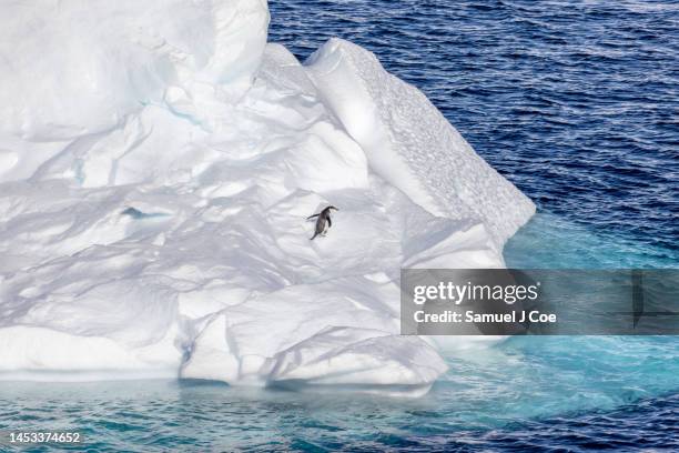 chinstrap on ice - krill stock pictures, royalty-free photos & images