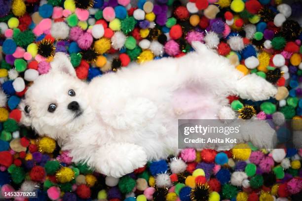 a white puppy lies in colored balls - animal abdomen stock pictures, royalty-free photos & images