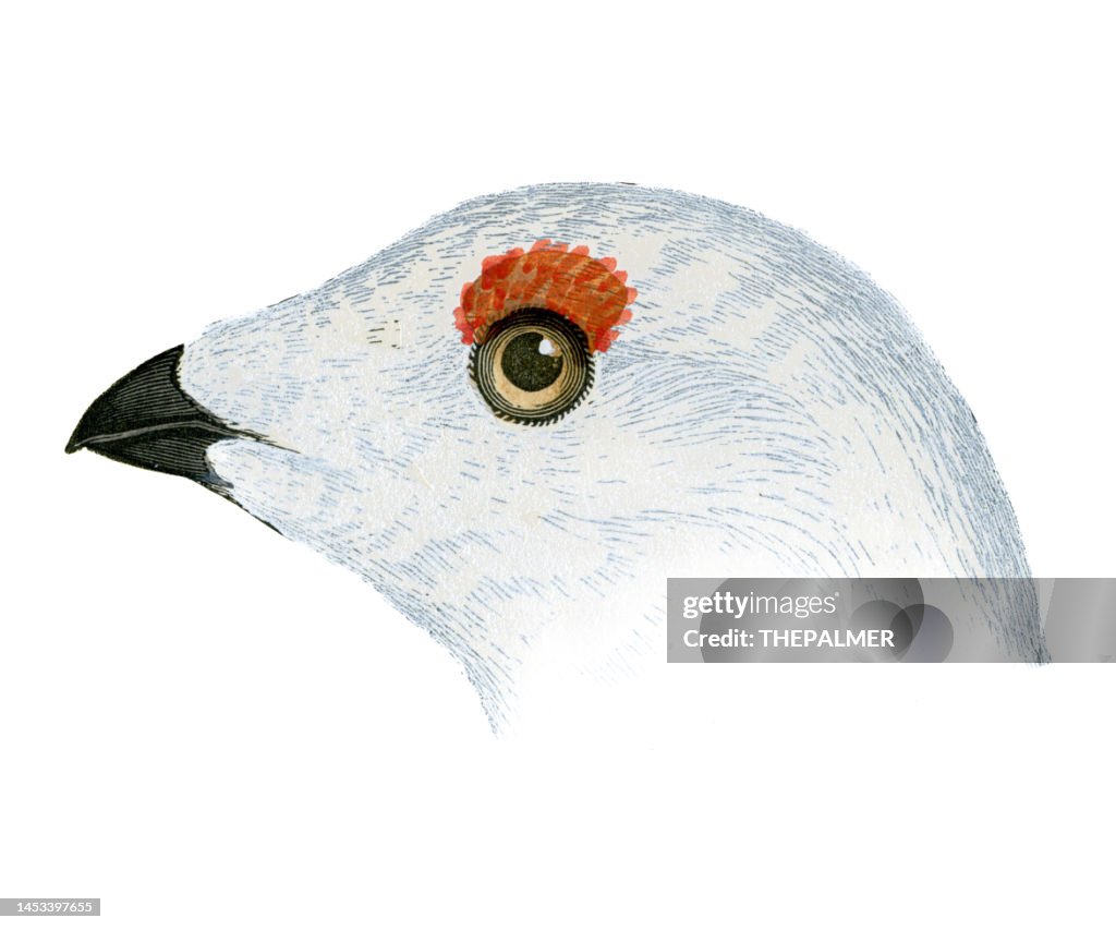 Willow Ptarmigan bird head watercolor lithograph 1874