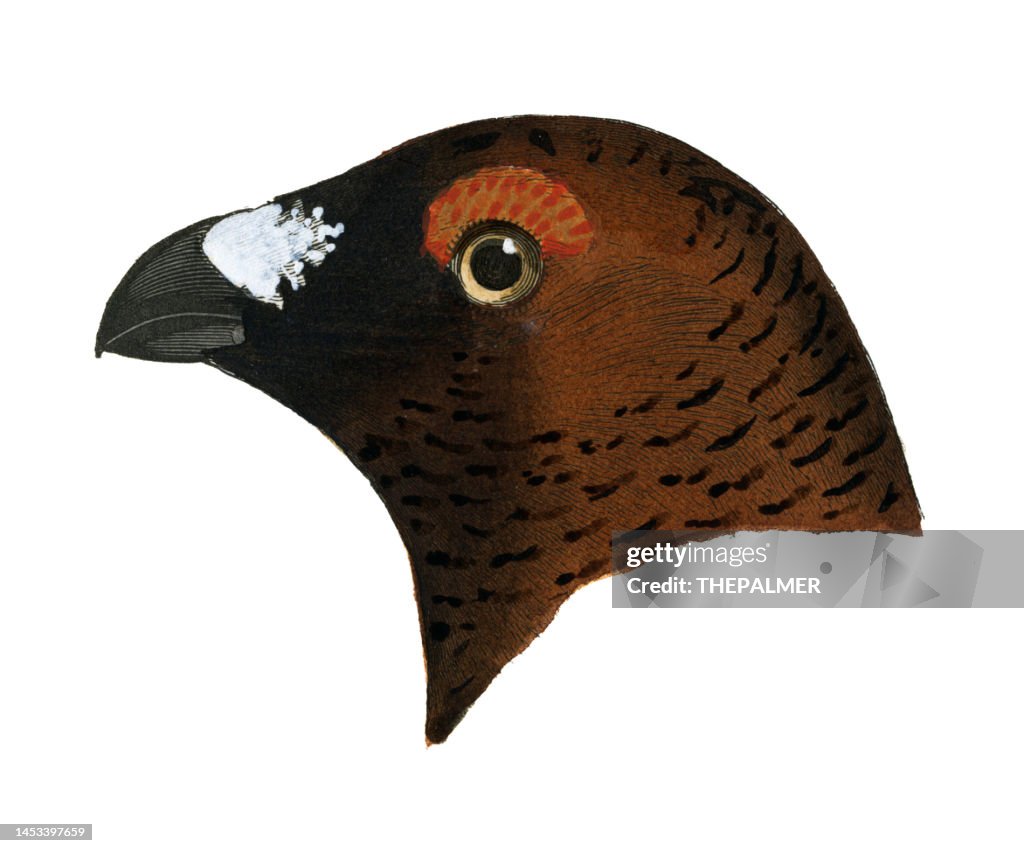 Willow Ptarmigan bird head watercolor lithograph 1874