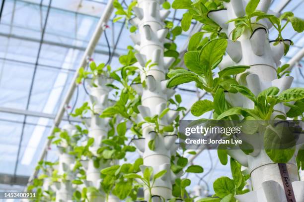 vertical farming with water irrigation system - hydroponics stock pictures, royalty-free photos & images