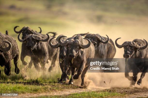 buffalos running in masai mara, kenya - african buffalo stock pictures, royalty-free photos & images