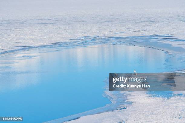 swans on the ice lake - ice sheet stock pictures, royalty-free photos & images