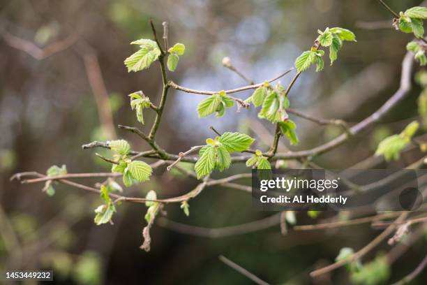 new hazel leaves in a hedgerow - hazelaar stockfoto's en -beelden