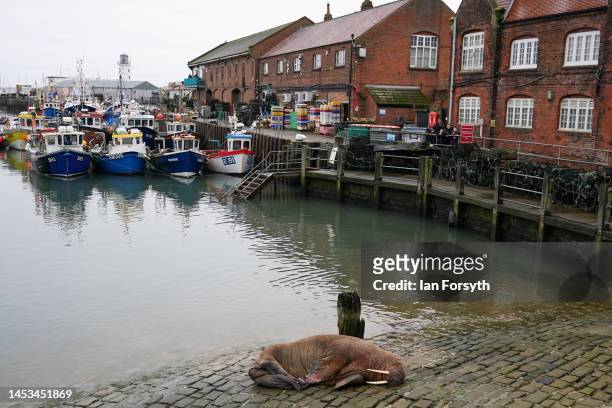 Walrus is spotted resting in Scarborough Harbour on December 31, 2022 in Scarborough, England. The Arctic mammal is believed to be 'Thor', an...